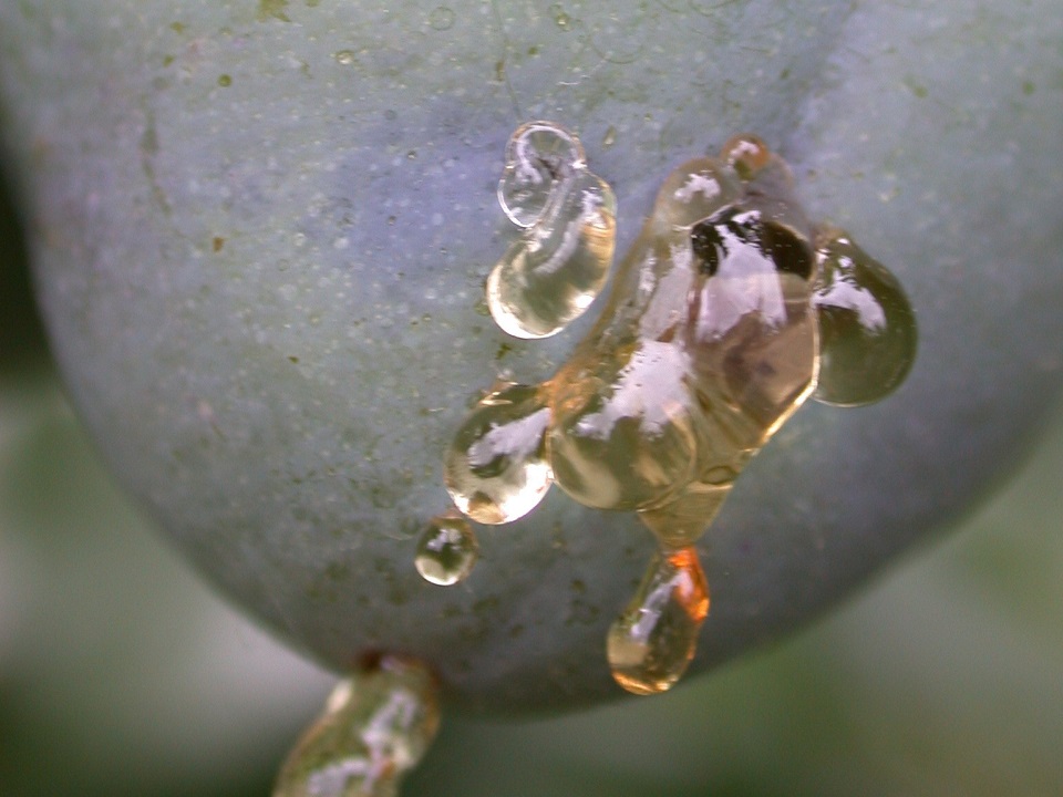 Waltl_27_07_2002_Pflaumenwickler 4zu3.JPG